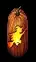 witchpumpkin
