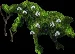 wolftopiary