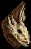 youngdragontrophy