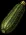 zucchinimedium